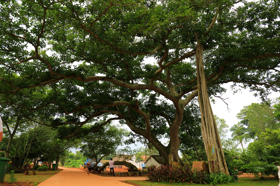 Meichao village in Lingao, Hainan province