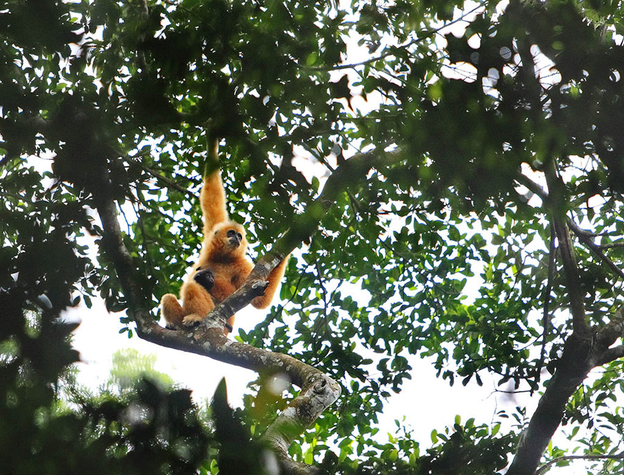 Bawangling National Nature Reserve in Hainan