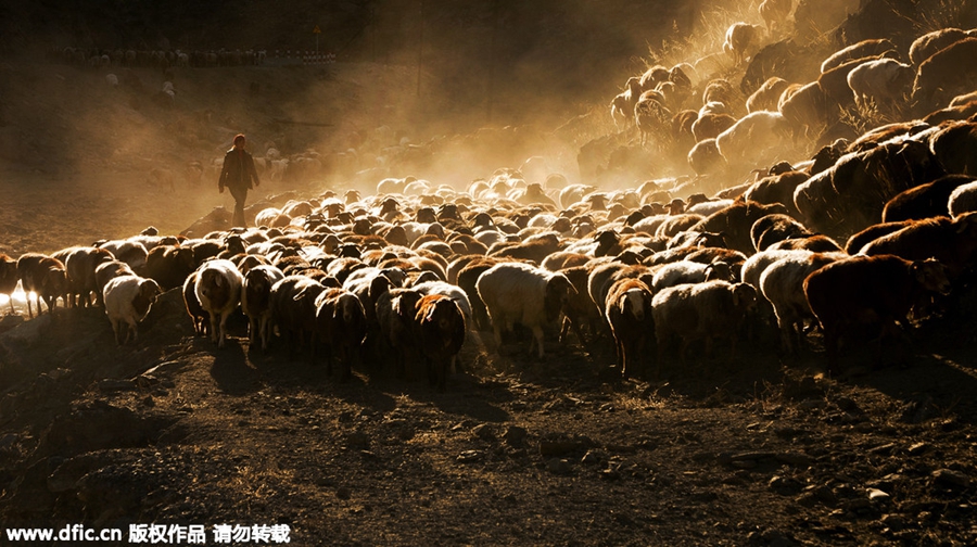 Kazak herdsmen migrate to winter pastures in Xinjiang