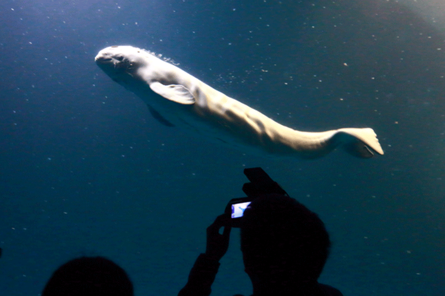 First white whale calf born at ʹapp zoo