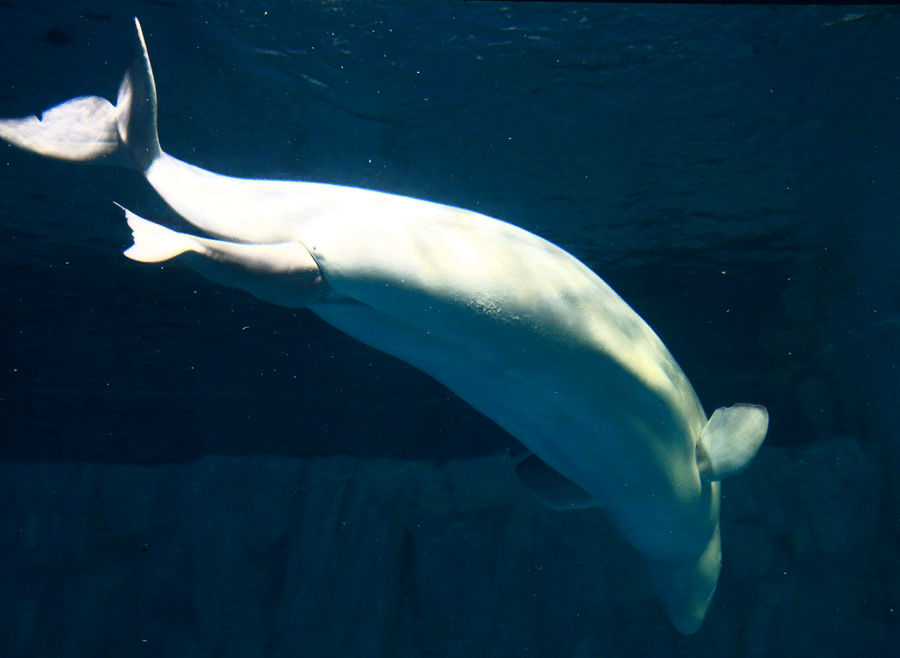 First white whale calf born at China zoo