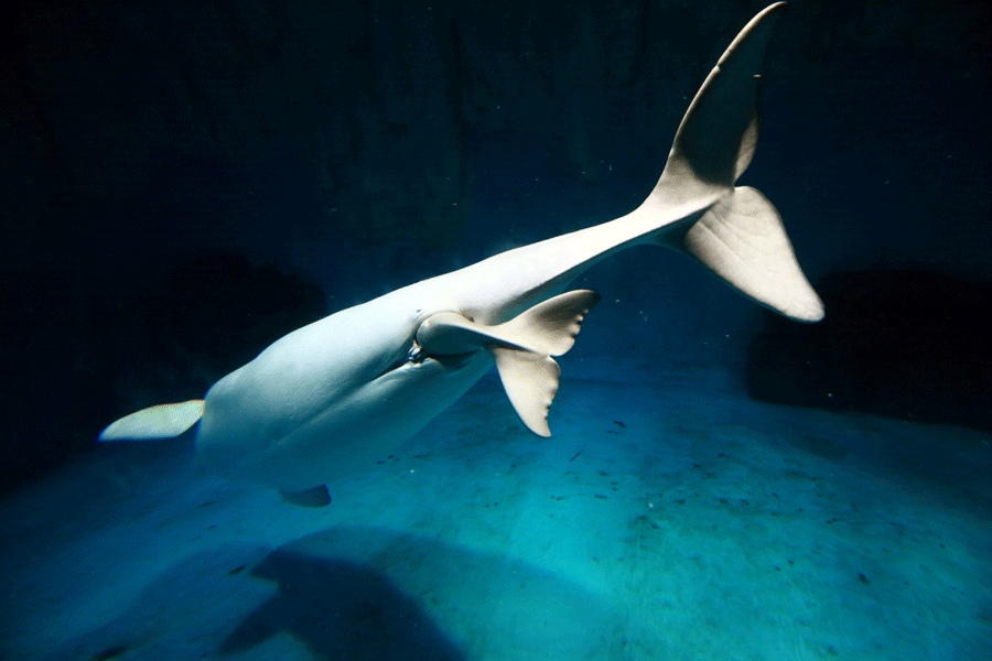 First white whale calf born at China zoo