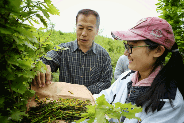 Studying silkworms honors ancient tradition