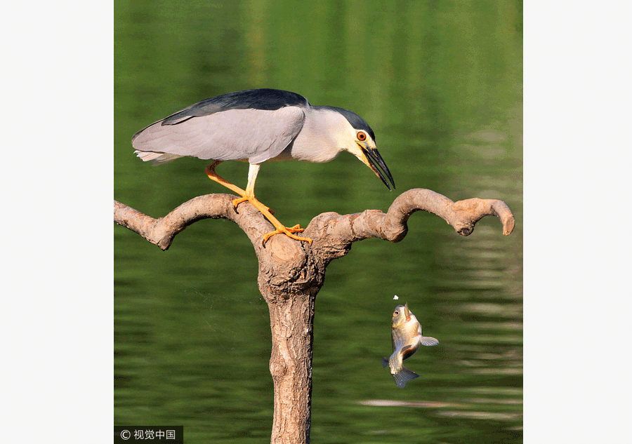 Ten photos from across China: June 9 – 15