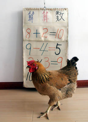 a rooster that knows math - keenglish - keenglish Ĳ