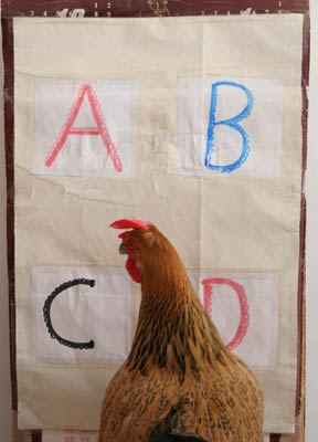 a rooster that knows math - keenglish - keenglish Ĳ