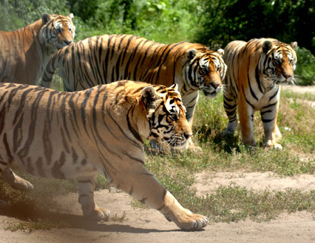China prevents 'intermarriage' of Siberian tigers
