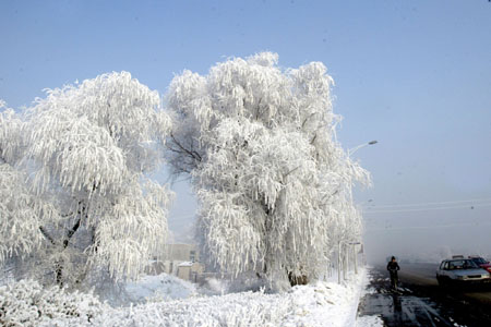 Photo taken on Dec. 12, 2007 shows beautiful rime in Shenyang, capital of northeast China&apos;s Liaoning Province. Peculiar rime appeared in Shenyang on Wednesday due to low temperature and moist weather. 