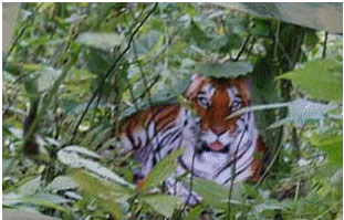 A purported South China tiger is pictured in this file photo taken by farmer Zhou Zhenglong. China failed to find any 'concrete evidence' of South China tiger in Zhenping county, Shaanxi province, where controversial tiger photoes were taken in 2007, according to Xinhua news agency. [Xinhua]