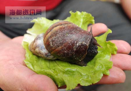 african snail