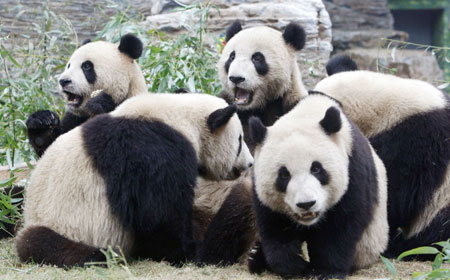 Giant pandas see baby boom in Sichuan