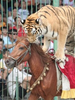 circus shows