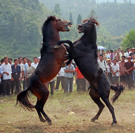 Villagers look on as two horses battle with each other in a local horse 