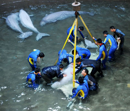 Beluga whales lifted through air