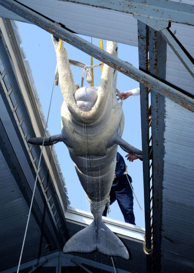 Beluga whales lifted through air