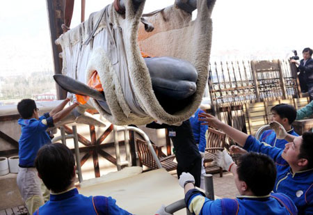 Beluga whales lifted through air