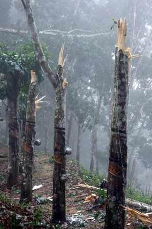 Some 25,000 rubber trees damaged by storm in S China