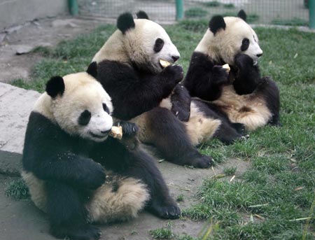 Low birth rate feared for quake zone pandas