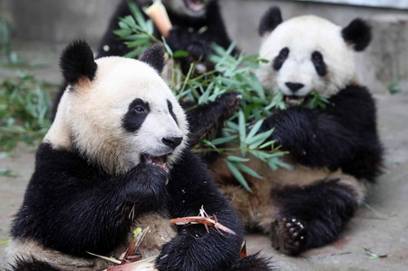 Pandas meet the public before going to Beijing