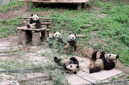 Pandas meet the public before going to Beijing