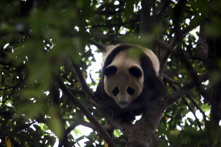 Pandas meet the public before going to Beijing