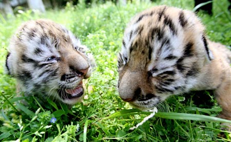Tiger cubs enjoy sunshine