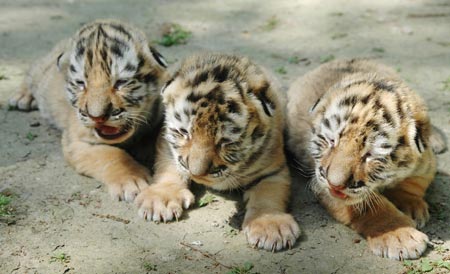 Tiger cubs enjoy sunshine