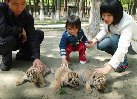 Tiger cubs enjoy sunshine