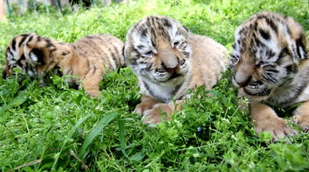 Tiger cubs enjoy sunshine