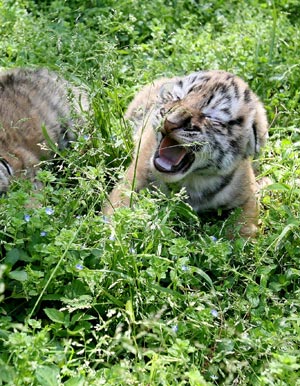 Tiger cubs enjoy sunshine