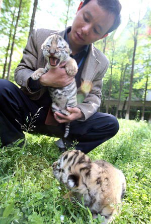 Tiger cubs enjoy sunshine