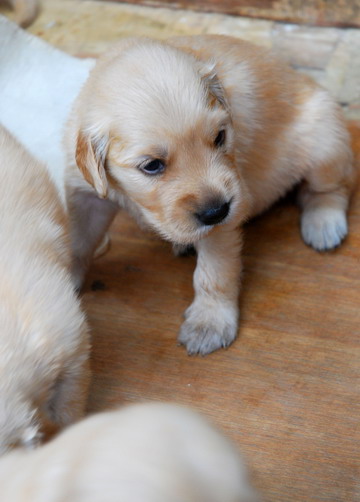 Heroic dog gives birth to 15 puppies