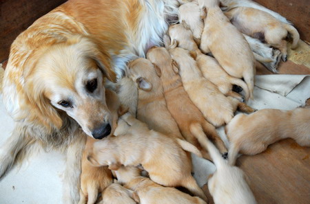 Heroic dog gives birth to 15 puppies