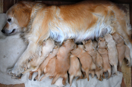 Heroic dog gives birth to 15 puppies