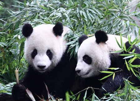 Giant panda to the rescue of tourism