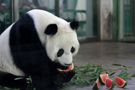 Watermelons are summertime treat