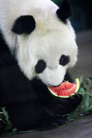 Watermelons are summertime treat