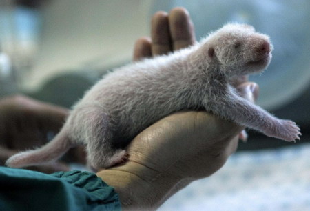 Experts want semen of father panda in Thailand