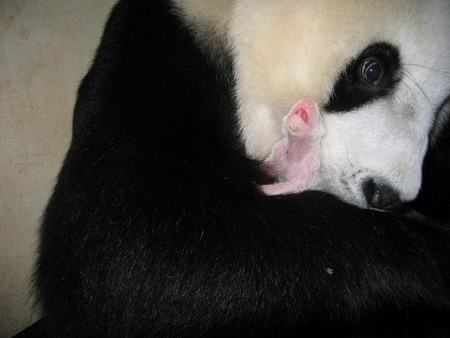 Experts want semen of father panda in Thailand
