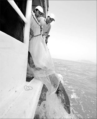 Ocean floats up agenda as sea awareness rises
