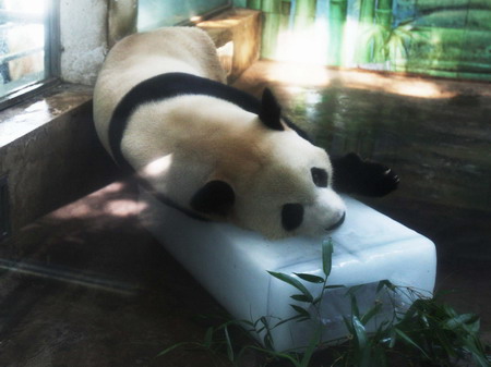 Panda gets an icy gift amid summer heat