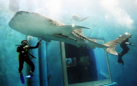 Whale shark, aquarium's mammoth newcomer