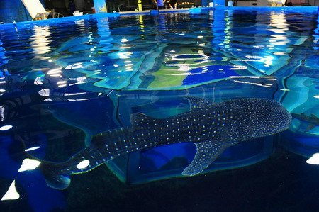 Whale shark, aquarium's mammoth newcomer