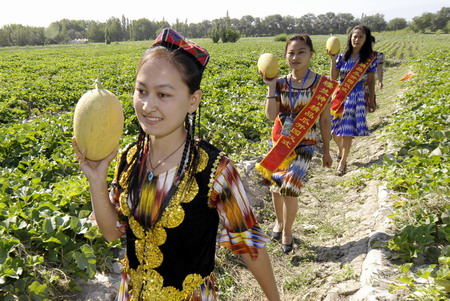 Honeydew melon ripe for market in Xinjiang