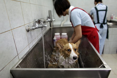 Pet salon in Shanghai