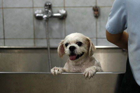 Pet salon in Shanghai