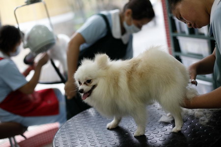 Pet salon in Shanghai