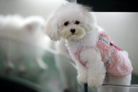 Pet salon in Shanghai