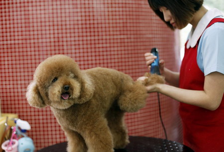 Pet salon in Shanghai