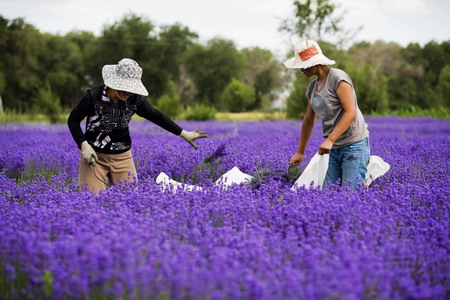Lavender flower harvest in Xinjiang
